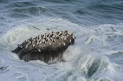 Illustration roost - Image 1