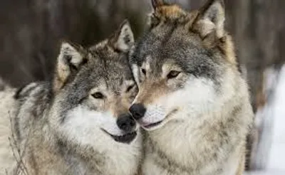 Illustration wolf - Image 2