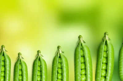 Illustration pea - Image 1