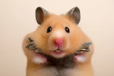 Illustration plumper - Image 1