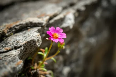 Illustration rockrose - Image 1