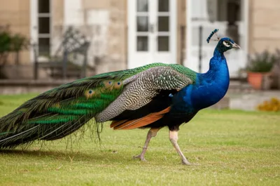 Illustration struts - Image 1