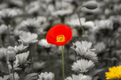 Illustration bracketing - Image 1