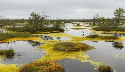 Illustration bog - Image 1