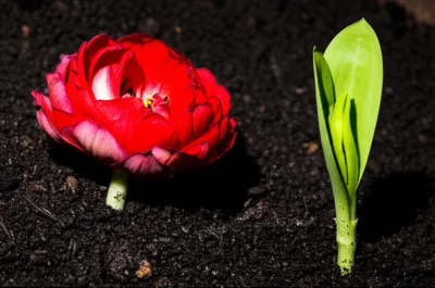 Illustration replaces - Image 1