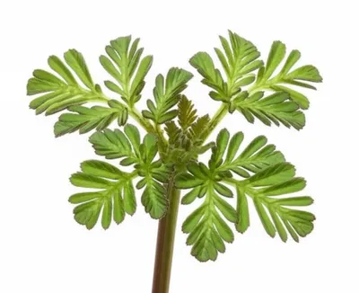 Illustration whorl - Image 1