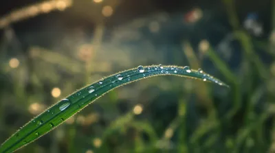 Illustration dewdrops