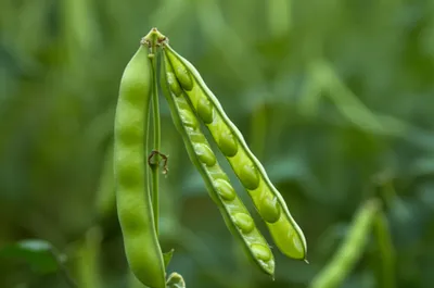 Illustration loment - Image 1