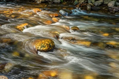 Illustration swift - Image 1