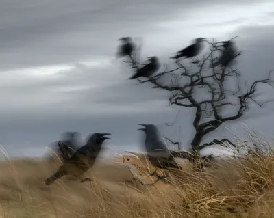 Illustration croak - Image 1