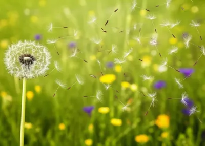 Illustration dispersing - Image 1