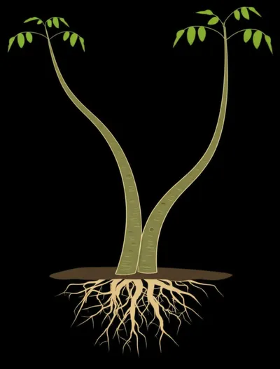 Illustration intertwined - Image 1