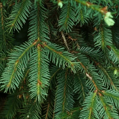 Illustration fir - Image 1