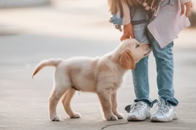 Illustration fawns - Image 1