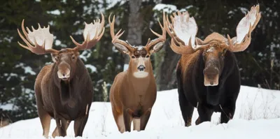 Illustration antlers - Image 2