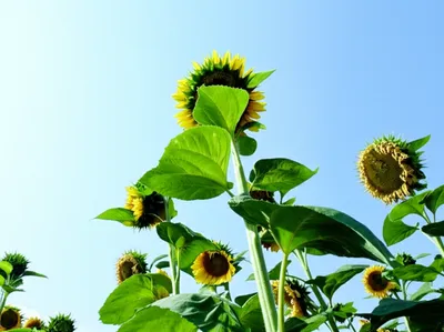 Illustration strictest - Image 1