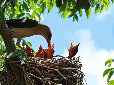 Illustration reared - Image 1