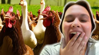 Illustration cackles - Image 1