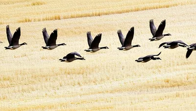 Illustration reared - Image 1