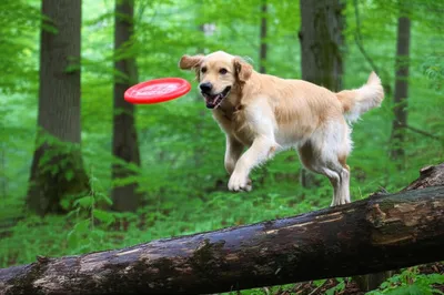 Illustration dogged - Image 1