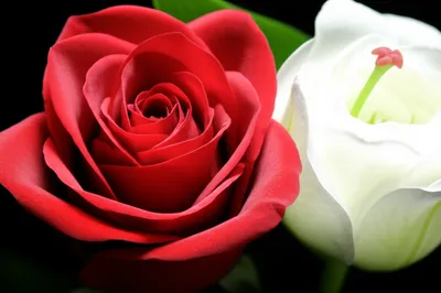 Illustration heads - Image 1