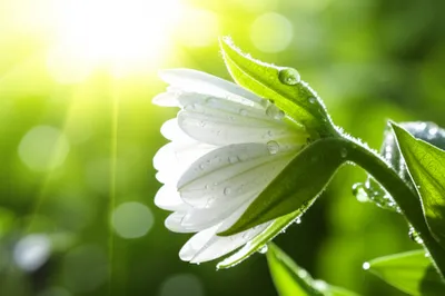 Illustration quick - Image 1