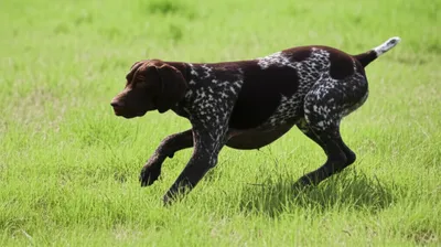 Illustration pointer - Image 1