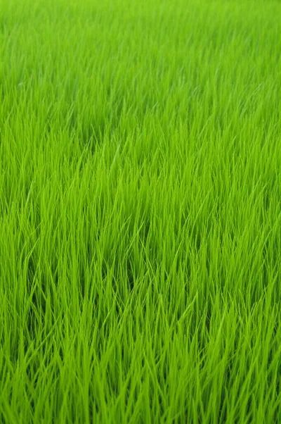 Illustration ryegrass - Image 1