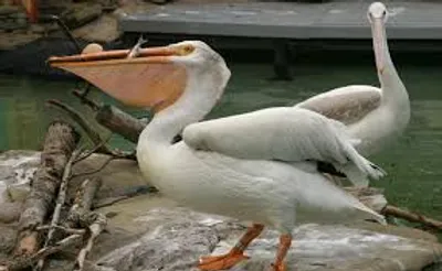 Illustration pelican - Image 2