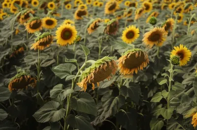 Illustration lank - Image 1