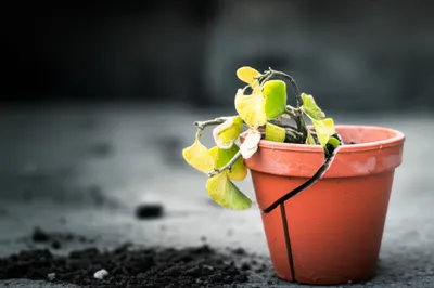 Illustration sick - Image 1