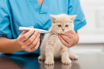 Illustration chip - Image 1