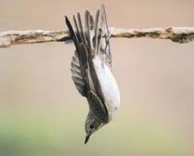 Illustration lime - Image 2