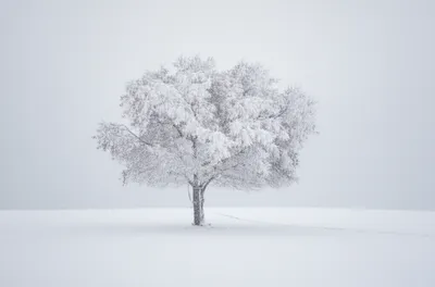 Illustration quiescence