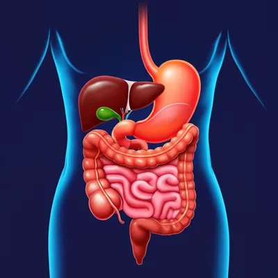 Illustration viscera - Image 1