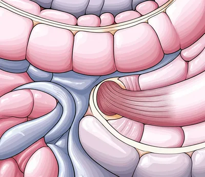 Illustration anus - Image 1