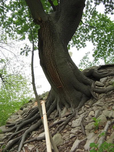 Illustration brace - Image 1