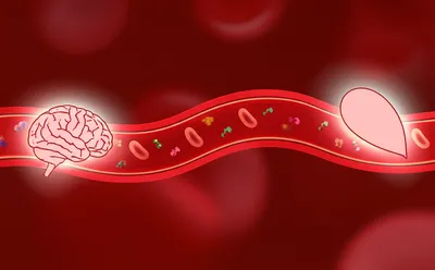 Illustration hormones