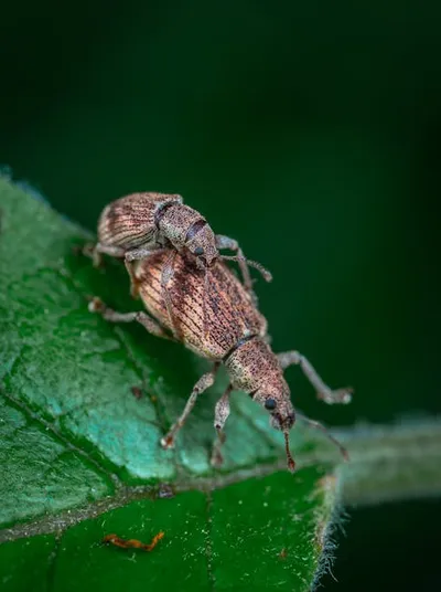 Illustration weevils - Image 2