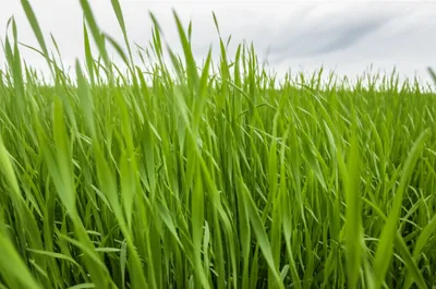 Illustration expectant - Image 1