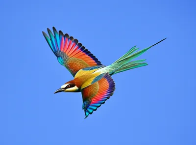 Illustration flapping