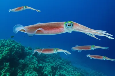 Illustration squids - Image 1