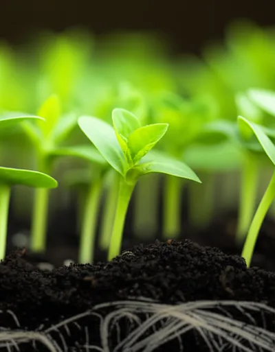 Illustration seedling - Image 1