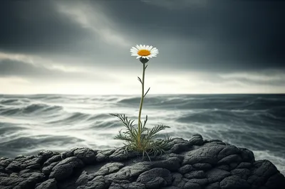 Illustration forlorn - Image 1