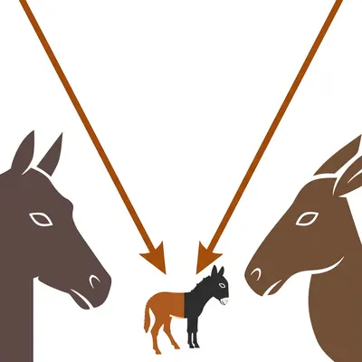 Illustration funnels - Image 1