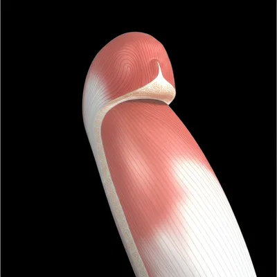 Illustration heads - Image 1