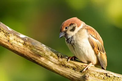 Illustration whets - Image 1