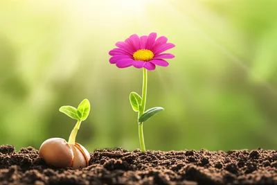 Illustration learning - Image 1