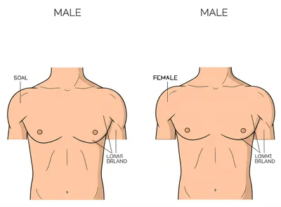 Illustration breast - Image 1