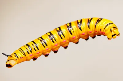 Illustration somites - Image 1